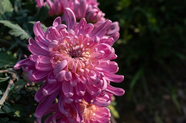 Autumn is coming, and the pink and purple chrysanthemums in the wild are in bloom