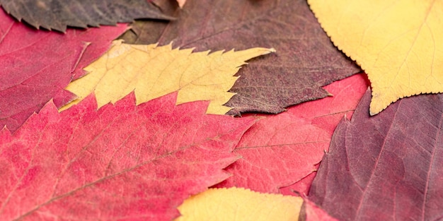 L'autunno è il periodo dell'anno foto del primo piano delle foglie gialle rosse e marroni dell'albero