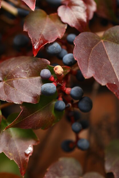 Autumn ivy berries in autumn garden season