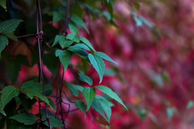 Autumn ivy leaves