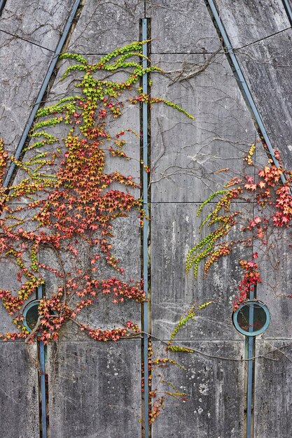 Autumn Ivy op Textured Wall op de universiteitscampus