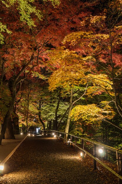 Autumn Japanese garden with maple trees at night in Kyoto, Japan