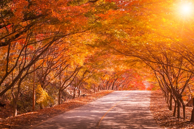 Photo autumn in korea and maple tree in the park , naejangsan national park in autumn season,south korea