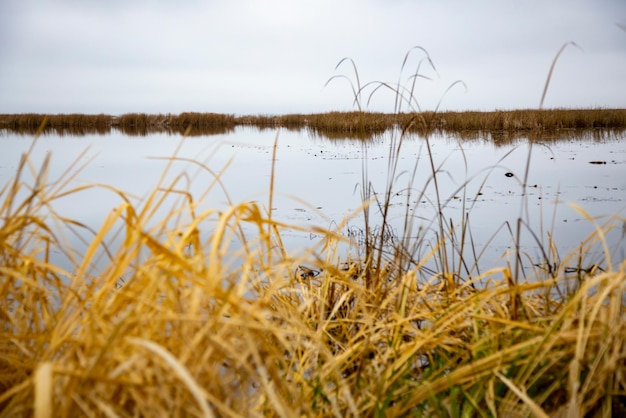 Cielo nuvoloso dell'erba gialla secca del paesaggio del lago di autunno