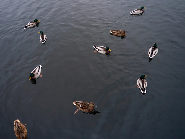 Autumn lake with swimming ducks The surface of the water