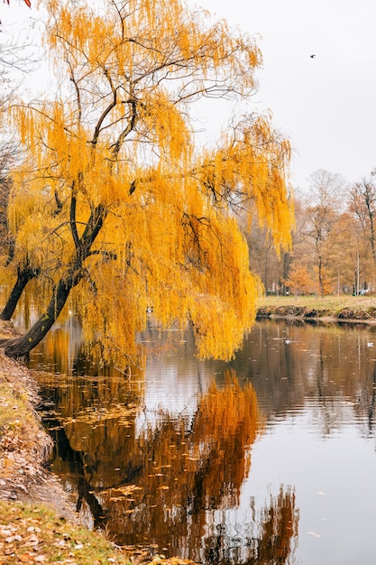 Autumn lake yellow foliage in autumn