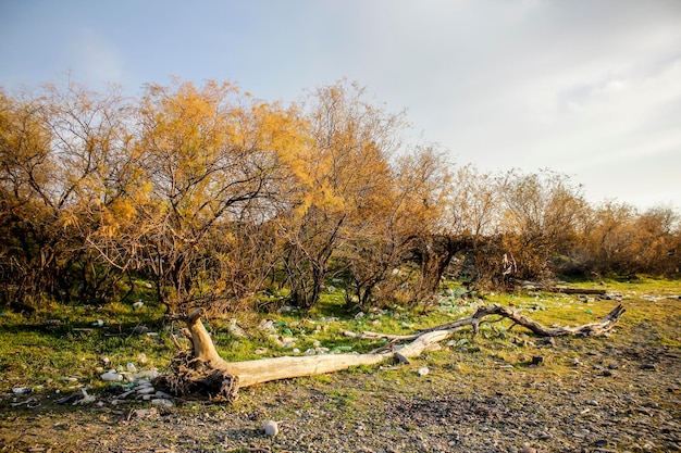 Autumn landscale with lots of garbage in nature