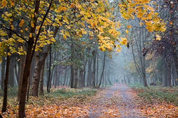 Autumn landscape. Alley in the autumn park. Yellow trees in the park