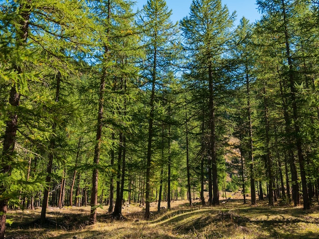 高山の谷、牧草地、カラマツの木の森の秋の風景。マウンテンビュー、秋の色、澄んだ青い空。