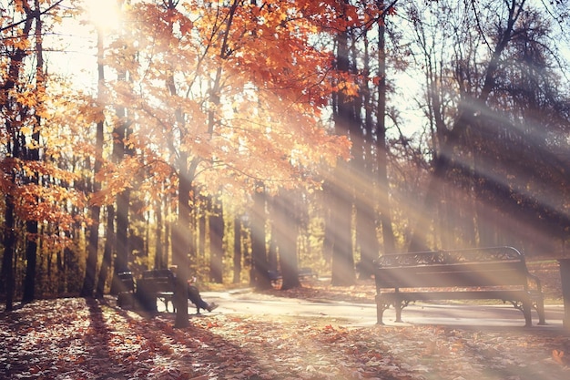 autumn landscape background, sun rays in the forest, park, trees seasonal view October