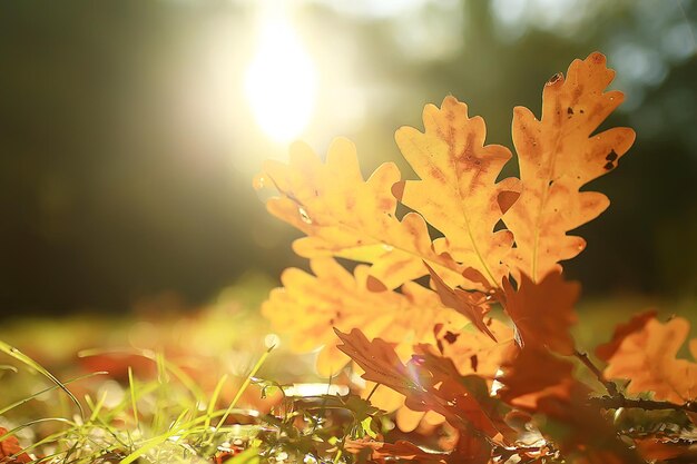 Autumn landscape background with yellow leaves / sunny autumn day, the sun's rays at sunset in a beautiful yellow forest, fallen leaves, fall