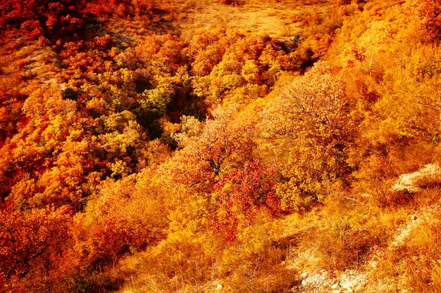 秋の風景の美しい色の木。