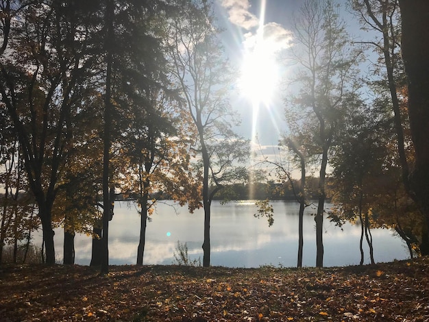 青い空を背景に湖に木々や黄色の葉が美しい秋の風景