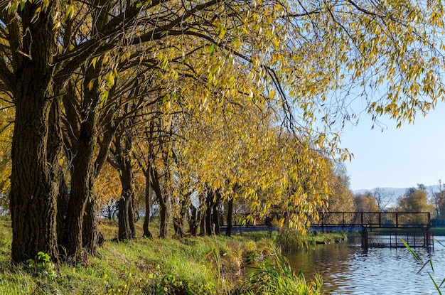 Autumn landscape birch grove on the coast lake bright colors at\
sunset great place to walk or picnic in the distance gray rain\
clouds are visible