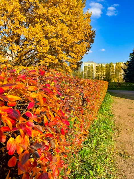 Autumn landscape bright colored oak leaves in the autumn park