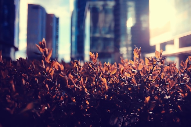 autumn landscape in the city park