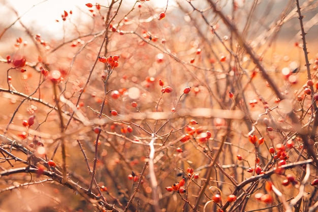 붉은 열매 매자 나무의 가을 풍경 근접 촬영, 일몰 햇빛 아래 나뭇가지, 늦가을