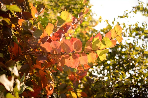 写真 秋の風景 黄色と赤の紅葉のカラフルな背景