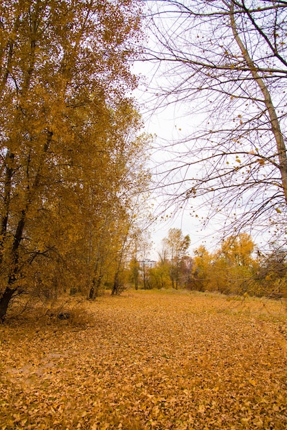 Фото Осенний пейзаж красочный фон из желтых и красных осенних листьев