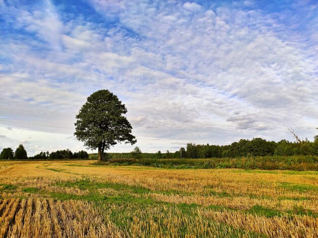 Autumn landscape in evening sunlight