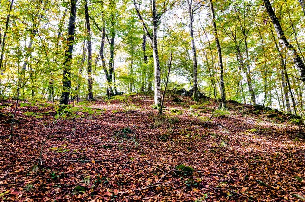 지로나 라 가로차에 있는 파게다 덴 조르다 자연 보호구역(Jord Beech Forest)의 가을 풍경.