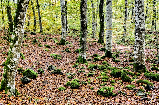 Fageda d'en Jorda 자연 보호 구역의 가을 풍경 Girona의 La Garrotxa에 있는 Jorda 너도밤나무 숲.