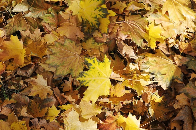 Autumn landscape - fallen leaves in the park lie on the ground