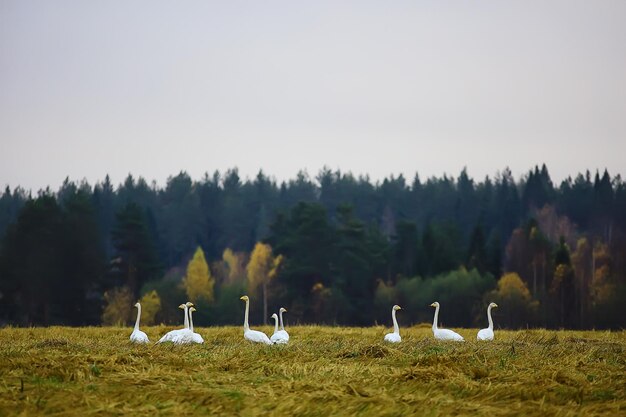 Autumn landscape, a flock of swans in the forest, migratory birds, seasonal migration in october