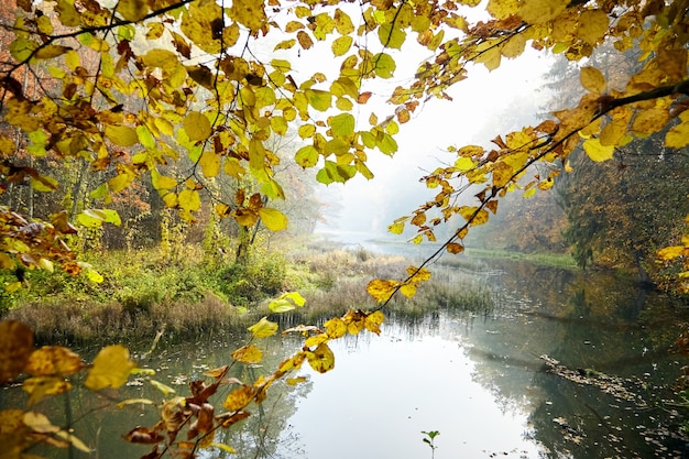 Autumn landscape. Foggy forest and river. Morning nature in a fog. Branch of tree. Yellow foliage