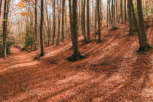 Autumn landscape in the forest