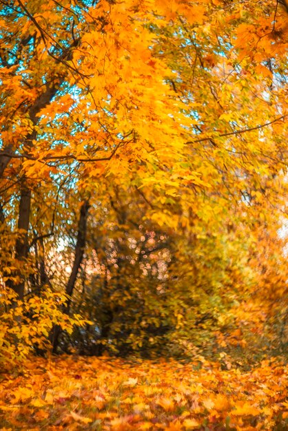 Autumn landscape golden autumn