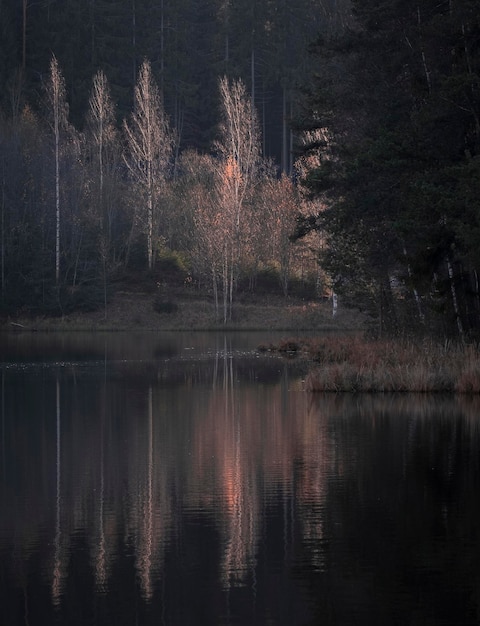 Autumn landscape, Golden birch leaves are reflected in the water of a forest lake against a background of dark fir trees.