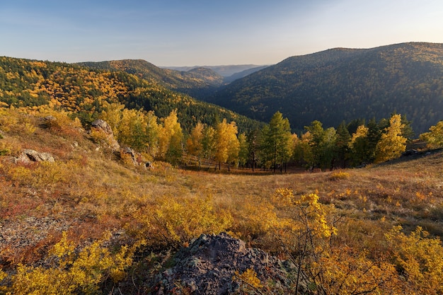 autumn landscape in golden colors in the foreground there are rocks trees with yellow leaves