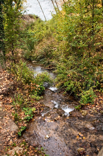 生きている自然の秋の風景