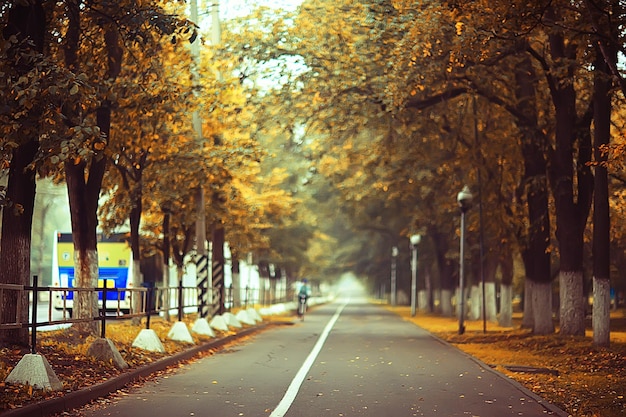 autumn landscape morning in the fog / alley in the city park, misty landscape in the city, trees in the city