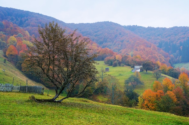 Осенний пейзаж в горной деревне. Карпаты, Украина, Европа