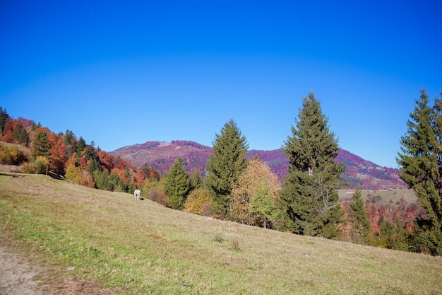 Autumn landscape in the mountains with meadow and colorful trees on backdrop