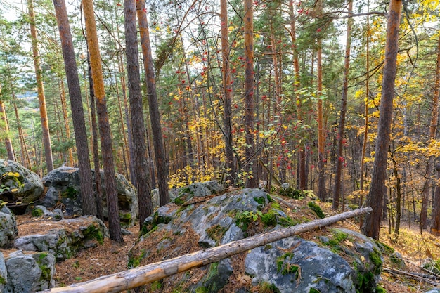 秋の山の自然の秋の風景岩山丘森の中の岩のある風景