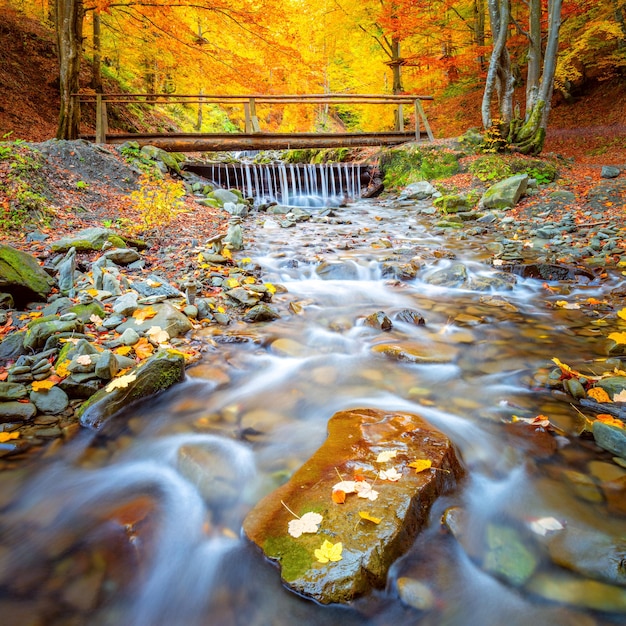 Осенний пейзаж Старый деревянный мост и речной водопад в красочном осеннем лесопарке с желтыми листьями и каменной падающей природой