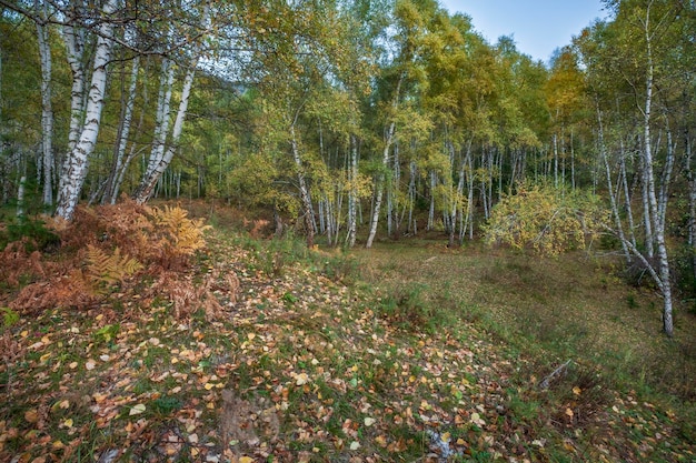 写真 テレツコエ湖の海岸の秋の風景 アルタイ山脈.