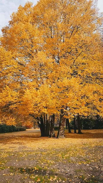 Autumn landscape Park in the city October