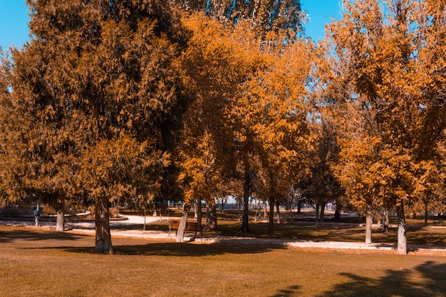 Autumn landscape in the park. Copy space. Selective focus.