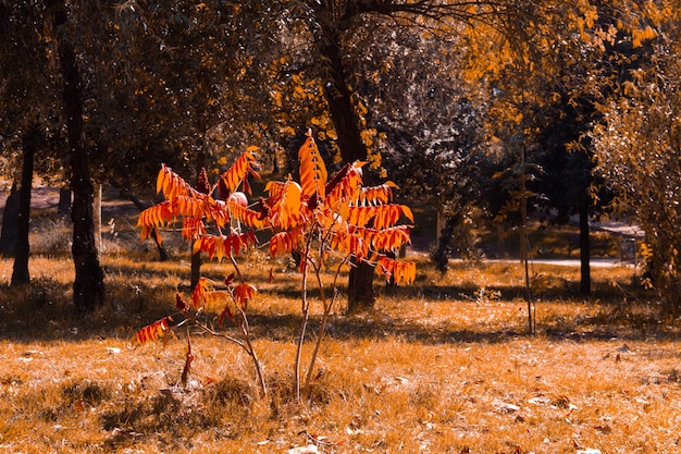 Autumn landscape in the park. Copy space. Selective focus.