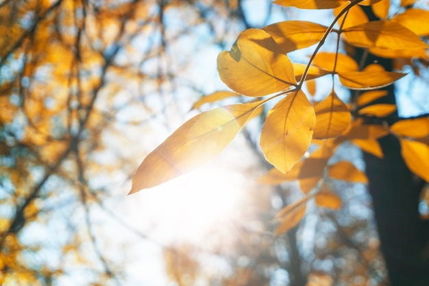 Foto parco paesaggistico autunnale sfondo di foglie di albero di caduta