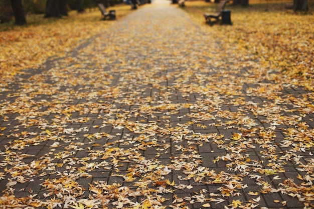 Autumn landscape in the park fallen leaves