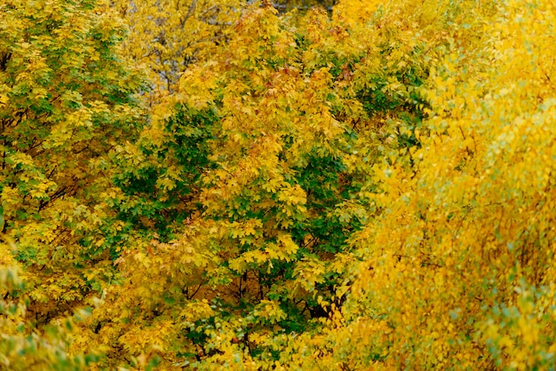 Autumn landscape in a Park in Moscow