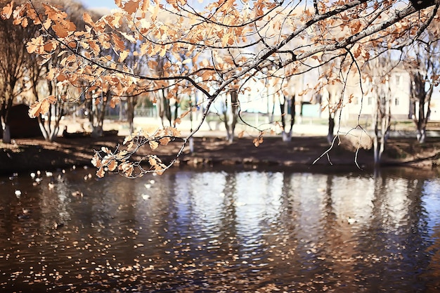 autumn landscape in the park / seasonal yellow landscape sunny park with fallen leaves