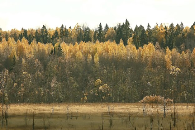 autumn landscape in the park / seasonal yellow landscape sunny park with fallen leaves