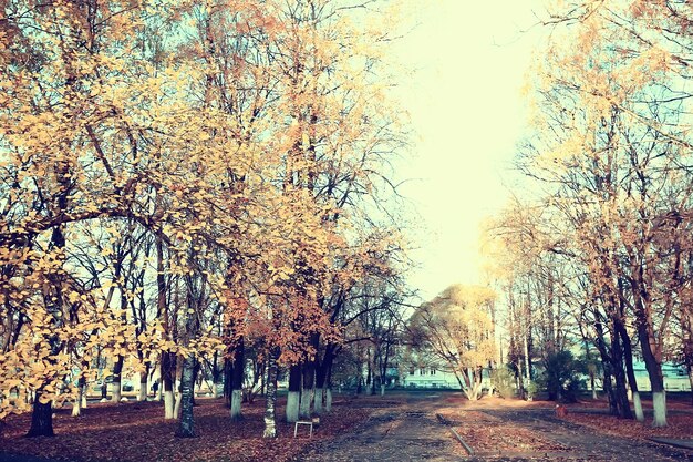 autumn landscape in the park / seasonal yellow landscape sunny park with fallen leaves