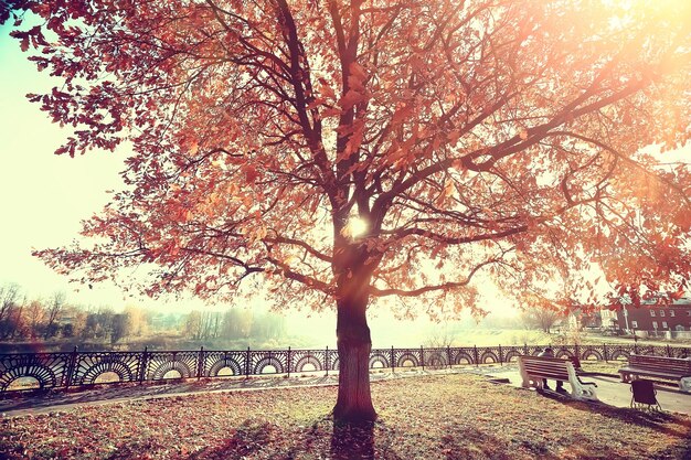 autumn landscape in the park / seasonal yellow landscape sunny park with fallen leaves